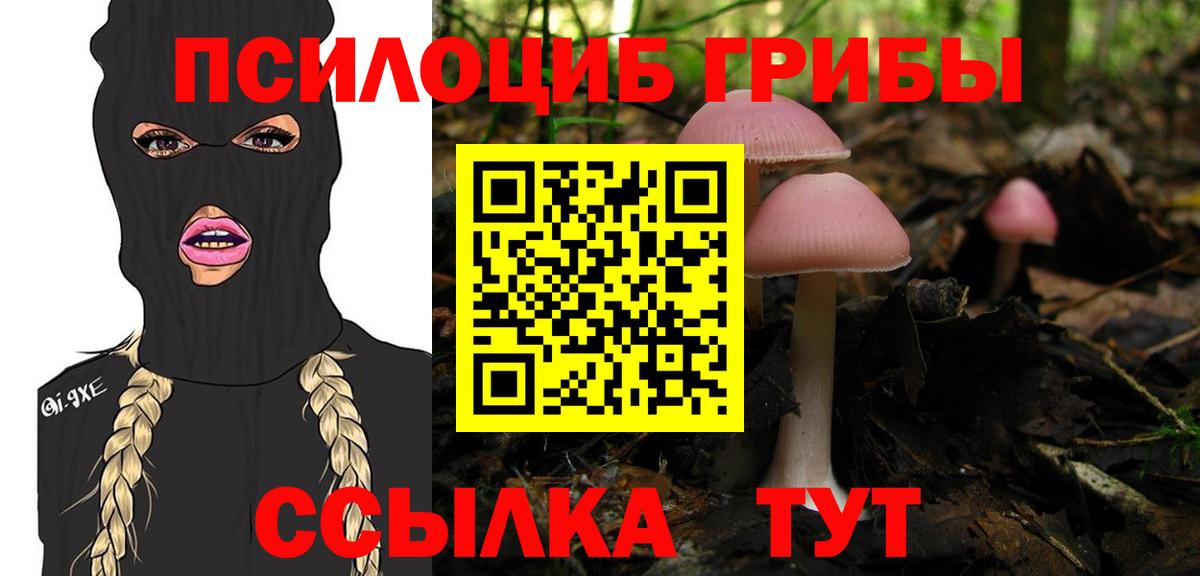 Псилоцибиновые грибы Cubensis Котовск